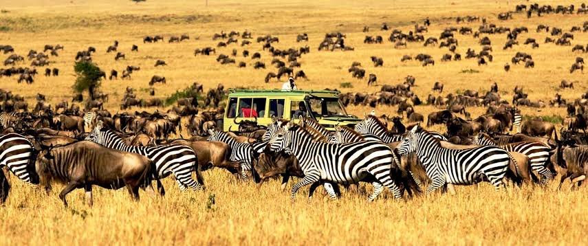 Arrival in Arusha & Transfer to Lake Manyara / Tarangire